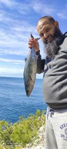 Atlantic Bonito