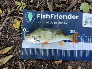 European Perch