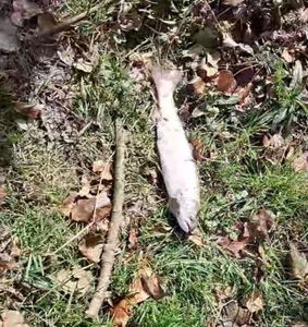 Rainbow Trout