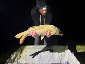 Common Carp