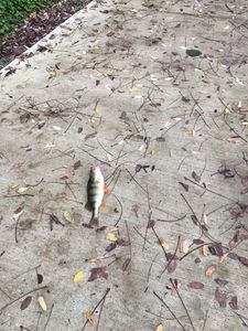 European Perch