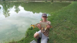 Common Carp