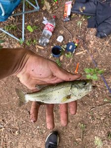 Smallmouth Bass