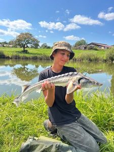 Sturgeon