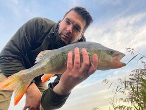 European Perch