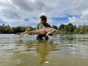 Sturgeon