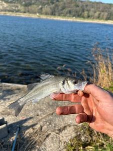 European Bass (Seabass)