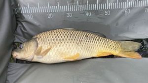 Common Carp