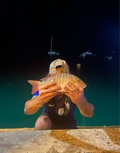 Two-spot Red Snapper