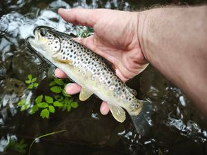 Brown Trout
