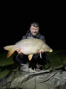 Common Carp
