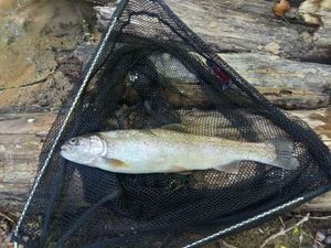 Rainbow Trout