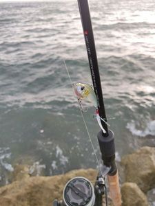 European Bass (Seabass)