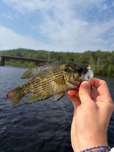 Rock Bass