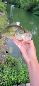 Largemouth Bass
