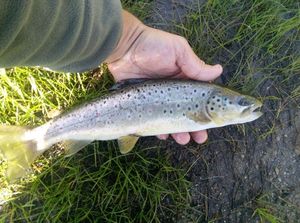 Brown Trout