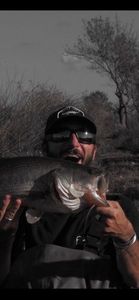 Largemouth Bass