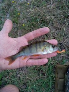 European Perch