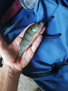 European Perch