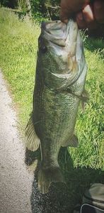Largemouth Bass