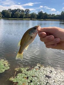 Largemouth Bass