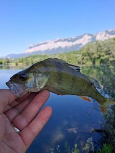 European Perch