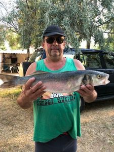 European Bass (Seabass)