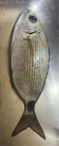 Saddled Seabream