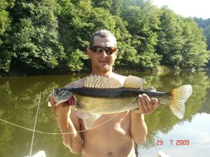 Zander