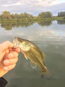 Largemouth Bass
