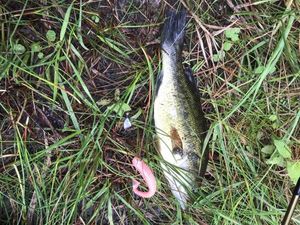 Largemouth Bass