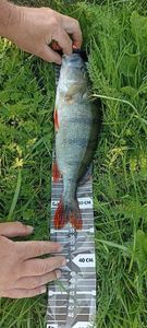 European Perch