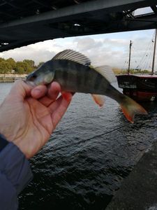 European Perch