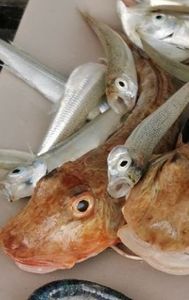 Flying Gurnard