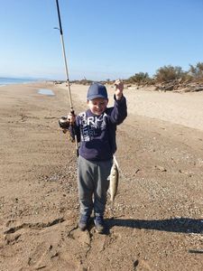 European Bass (Seabass)