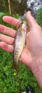 Brown Trout