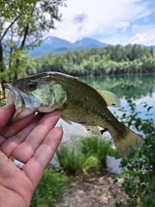 Largemouth Bass