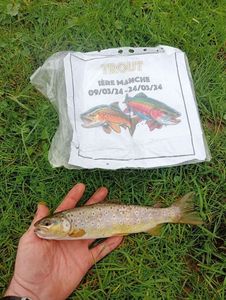 Brown Trout