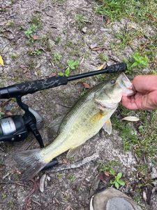 Largemouth Bass