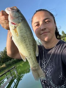 Largemouth Bass