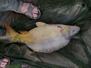 Mirror Carp
