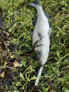 European Bass (Seabass)
