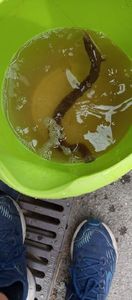 European Eel (Common Eel)