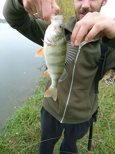 European Perch