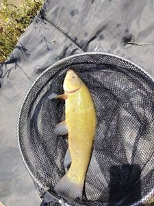Tench