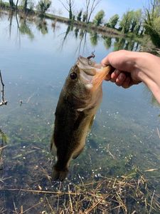 Largemouth Bass