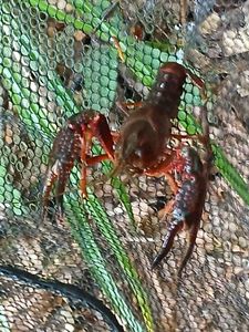 Red Swamp Crayfish