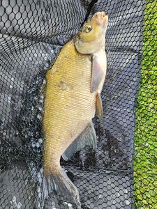 Common Bream