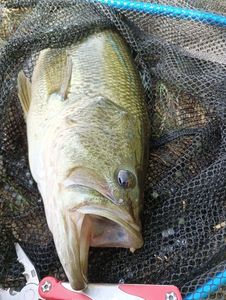 Largemouth Bass