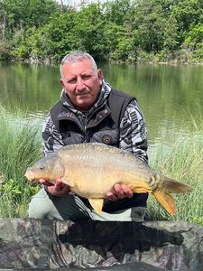 Mirror Carp